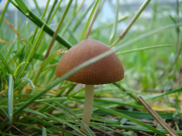 Cogumelo Solitário Toadstool Está Crescendo Uma Moita Grama — Fotografia de Stock