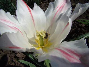 Lale beyaz bir tür.