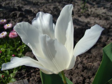 Lale beyaz bir tür.