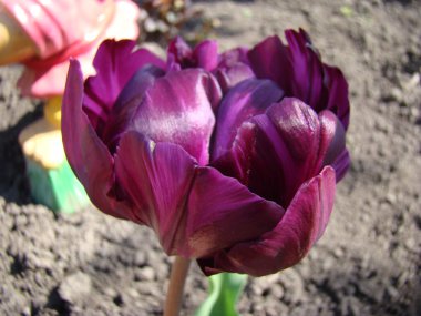 Lale Burgundy bir tür.