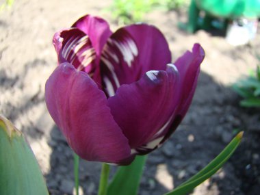 Lale Burgundy bir tür.