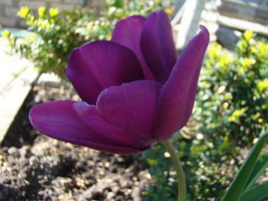 Lale Burgundy bir tür.