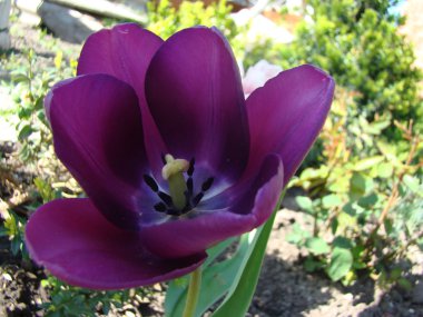 Lale Burgundy bir tür.