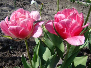 Lale pembe bir tür.