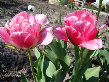 Lale pembe bir tür.