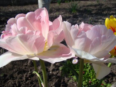 Lale pembe bir tür.