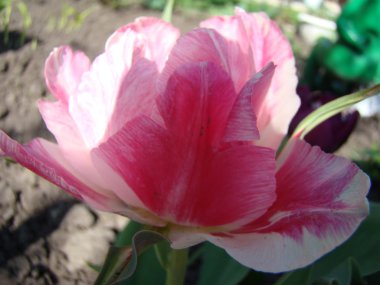 Lale pembe bir tür.