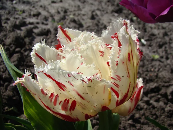 Odmiana Tulipana Biało Czerwona — Zdjęcie stockowe