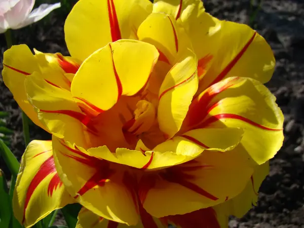 Una Especie Tulipán Color Naranja Rojo — Foto de Stock