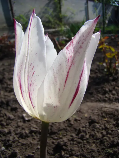 Una Specie Tulipano Bianco — Foto Stock
