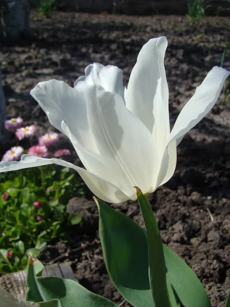 Una Especie Tulipán Blanco —  Fotos de Stock