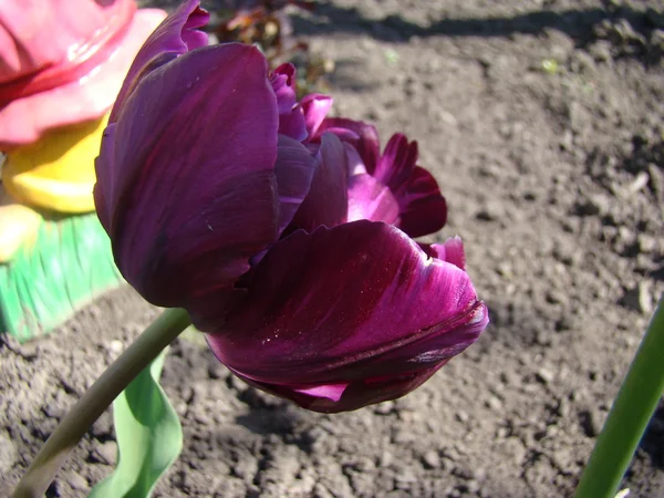 Rodzaj Tulipan Burgundii — Zdjęcie stockowe