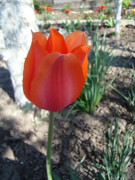 Rodzaj Tulipan Czerwony — Zdjęcie stockowe
