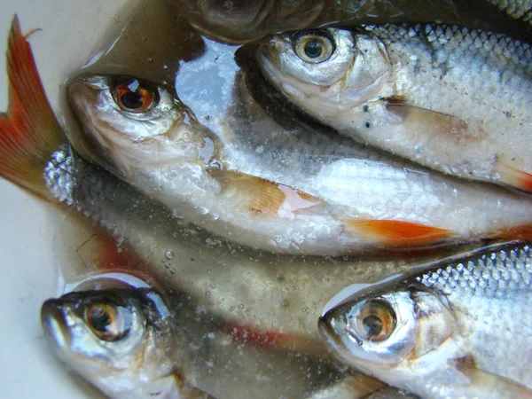 물고기는 소금물에는 말린된 — 스톡 사진