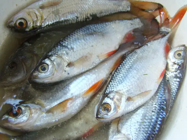 물고기는 소금물에는 말린된 — 스톡 사진
