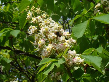 Kestanenin beyaz çiçekleri ağaçların yeşil taçlarına karşı