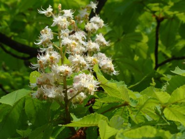 Kestanenin beyaz çiçekleri ağaçların yeşil taçlarına karşı