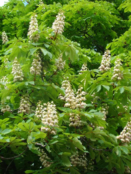 Witte Bloemen Van Kastanje Tegen Groene Kroon Van Boom — Stockfoto