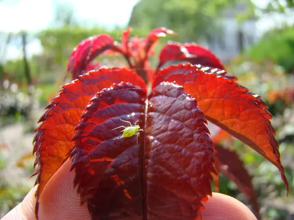 Die Blattlausfresser Fressen Junge Triebe Der Pflanze — Stockfoto