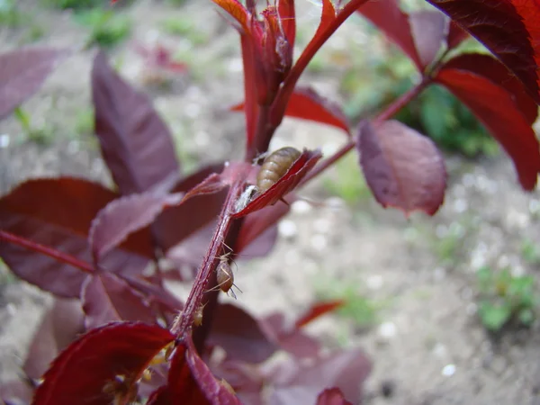 Puceron Nourrit Jeunes Pousses Plante — Photo