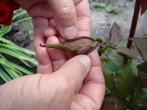 Puceron Nourrit Jeunes Pousses Plante — Photo