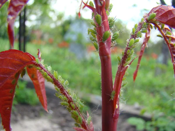 Puceron Nourrit Jeunes Pousses Plante — Photo