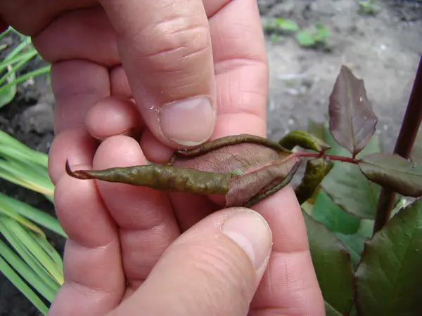 Puceron Nourrit Jeunes Pousses Plante — Photo