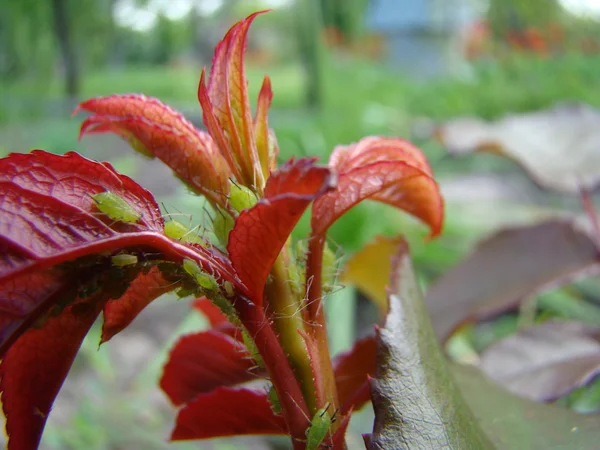 アブラムシは植物の新芽のフィードします — ストック写真