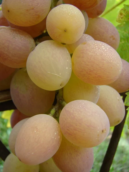 Fruits Mûrs Raisins Variétés — Photo