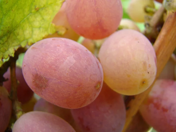 Fruits Mûrs Raisins Variétés — Photo