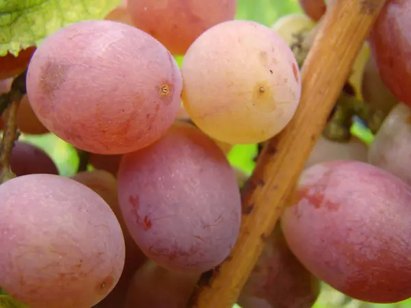 Fruits Mûrs Raisins Variétés — Photo