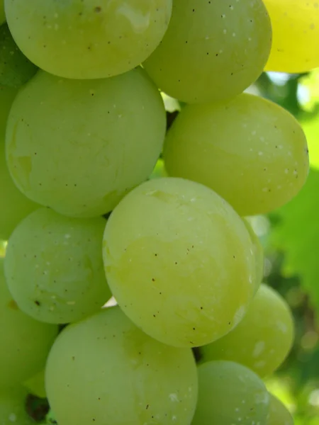 Fruits Mûrs Raisins Variétés — Photo