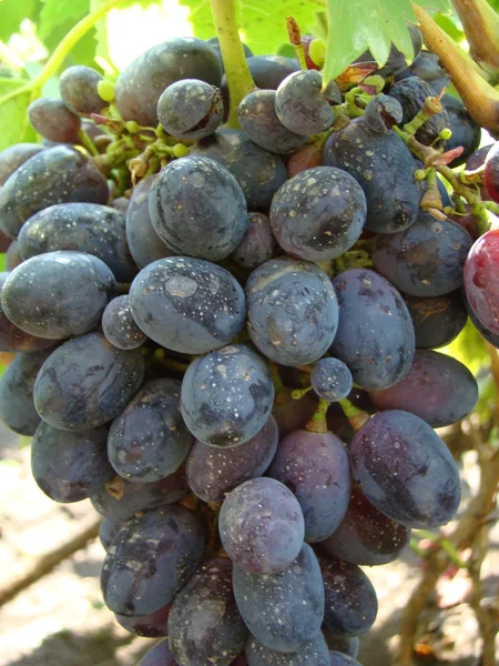 Стиглі Плоди Винограду Сорти — стокове фото