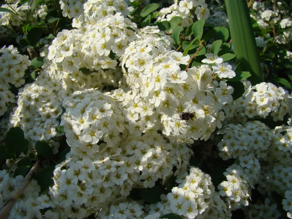 Spiraea Beyaz Çiçekler Açar — Stok fotoğraf