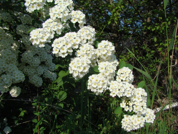 Spiraea Beyaz Çiçekler Açar — Stok fotoğraf