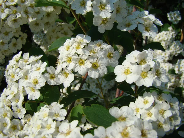 Spiraea Floresce Flores Brancas — Fotografia de Stock
