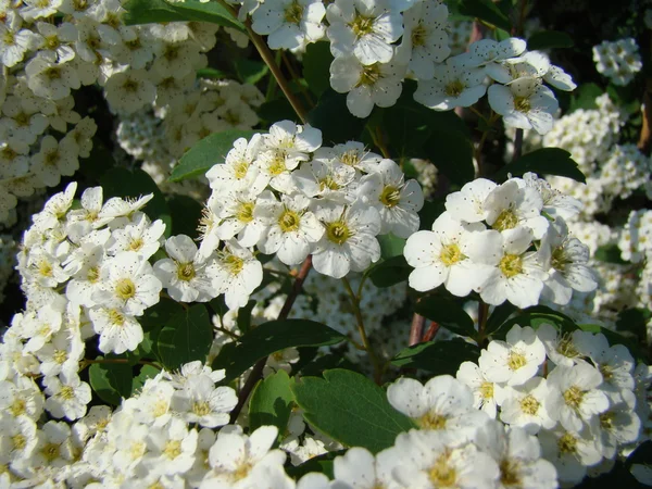 Spiraea Beyaz Çiçekler Açar — Stok fotoğraf