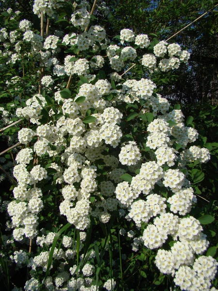 Spiraea Floresce Flores Brancas — Fotografia de Stock