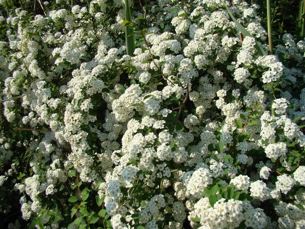 Spiraea Bloeit Witte Bloemen — Stockfoto