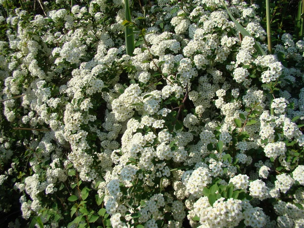 Spiraea Floresce Flores Brancas — Fotografia de Stock