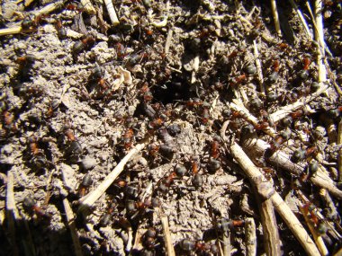 karınca yuvasında karıncalar birçok çalışan bireyler