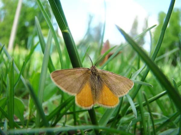 Papillon Nuit Est Assis Dans Herbe Avec Ses Ailes Tendues — Photo