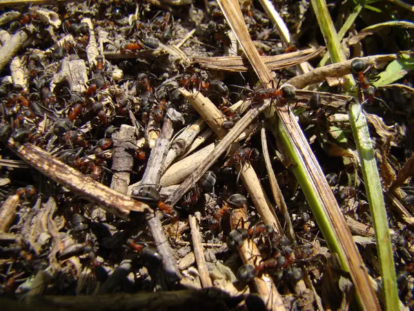 Mrówki Mrowisko Jest Wiele Osób Pracujących — Zdjęcie stockowe