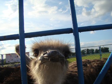 Afrika devekuşu en büyük uçamayan kuştur.