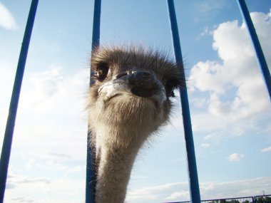 Afrika devekuşu en büyük uçamayan kuştur.