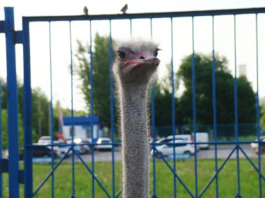 Afrika devekuşu en büyük uçamayan kuştur.