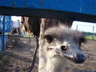 Afrika devekuşu en büyük uçamayan kuştur.