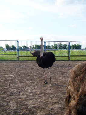 Afrika devekuşu en büyük uçamayan kuştur.