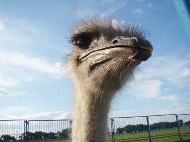 Afrika devekuşu en büyük uçamayan kuştur.