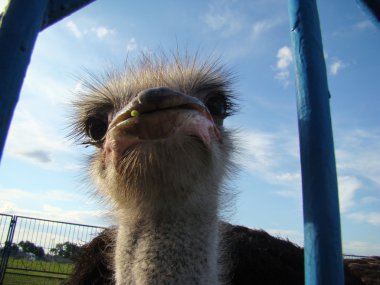 Afrika devekuşu en büyük uçamayan kuştur.